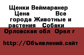 Щенки Веймаранер › Цена ­ 40 000 - Все города Животные и растения » Собаки   . Орловская обл.,Орел г.